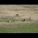 Auf einer Wiese in Dömitz.